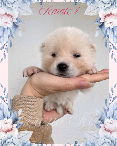white akita puppy