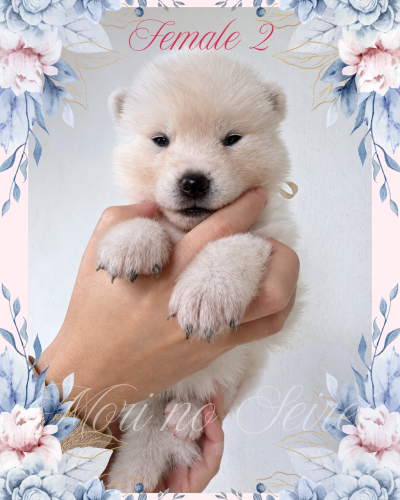 japán akita inu kiskutya