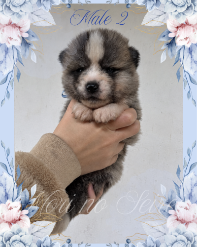 brindle akita puppy