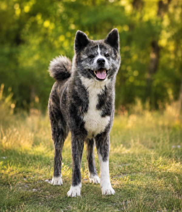 Brindle akita